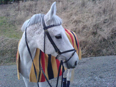 Therapeutic Riding for The Disabled online booking